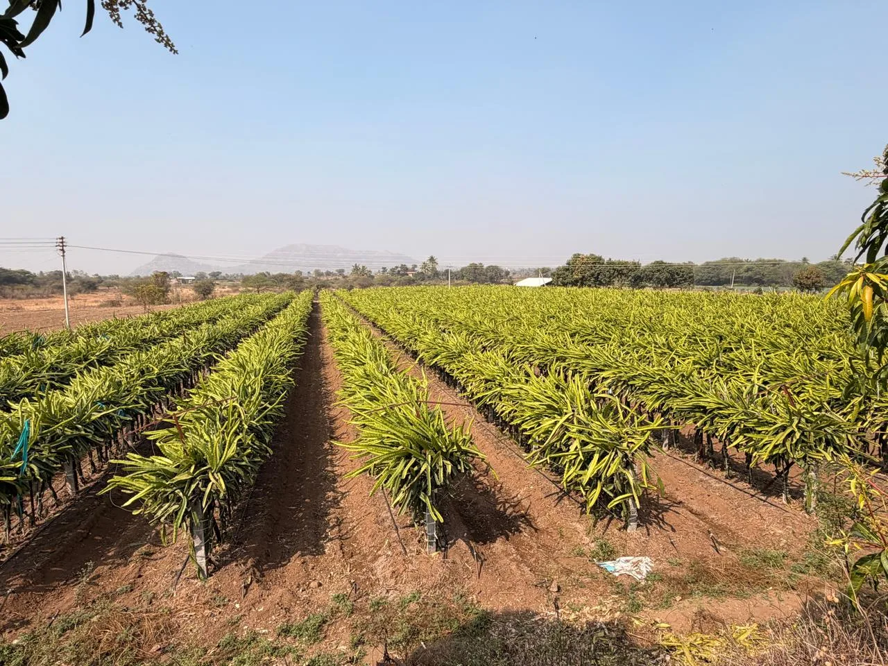 Dragon Fruit Farm Management