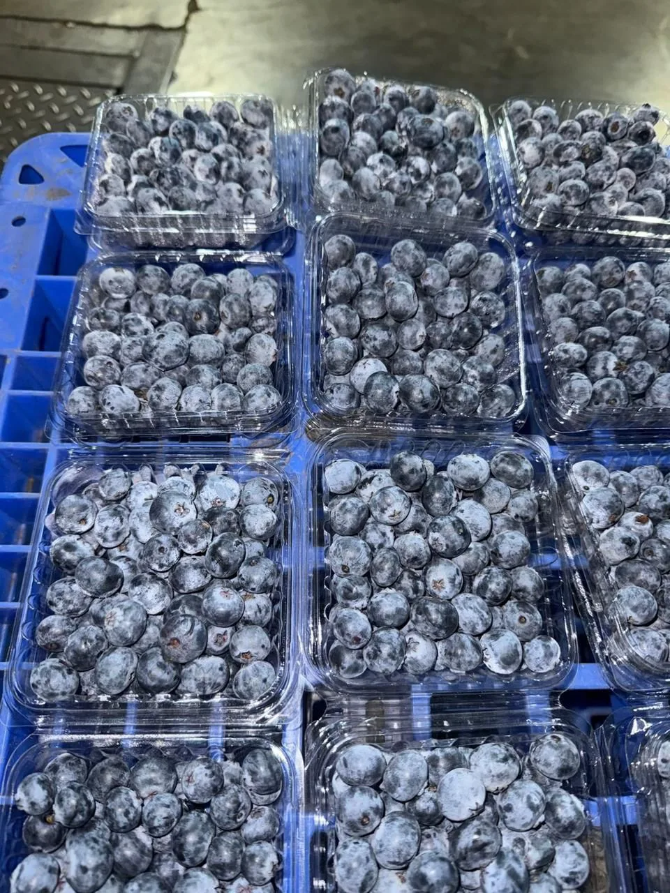 Blueberry from USA
