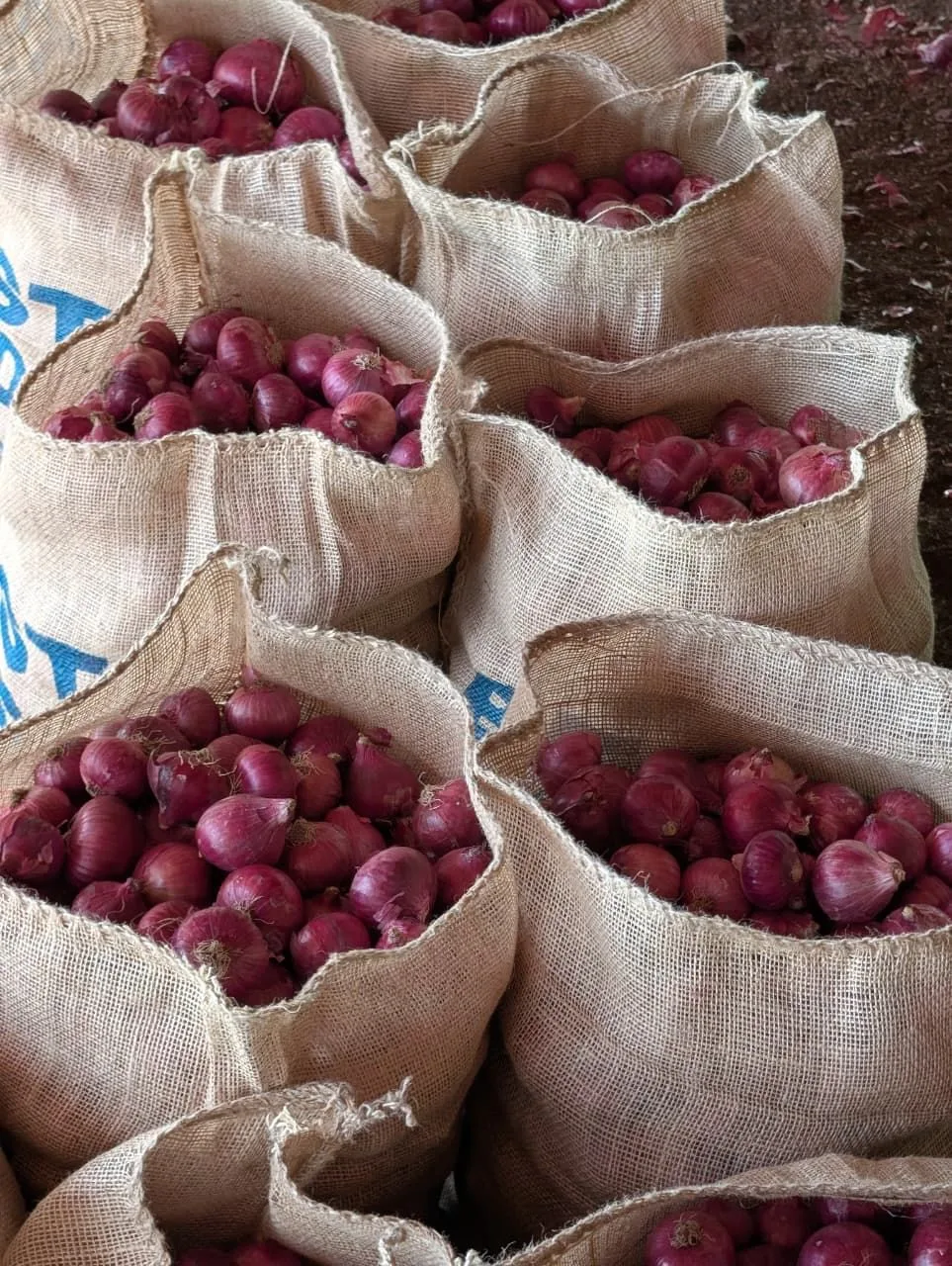Nashik Onion